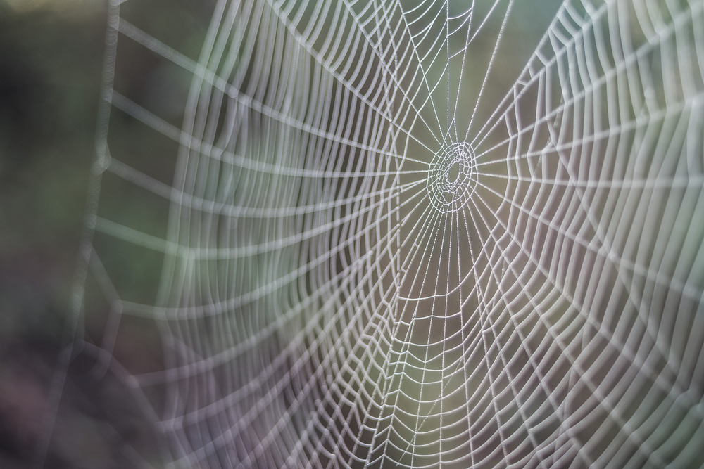 Looking at a spider web